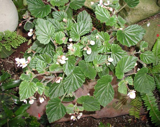 B. schmidtiana
